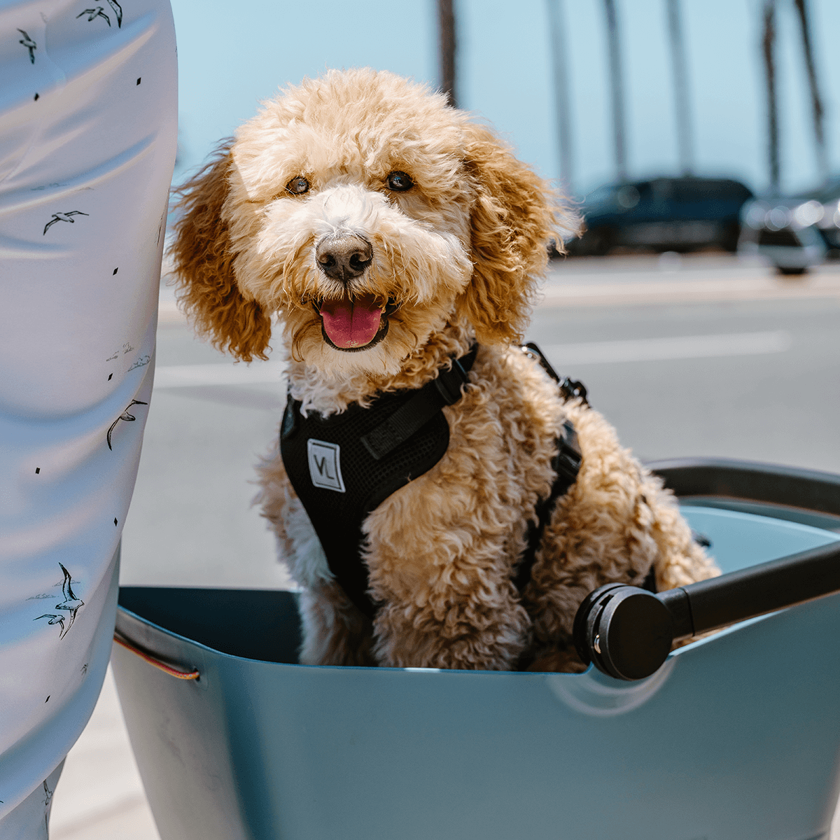 Puppy carrier shops