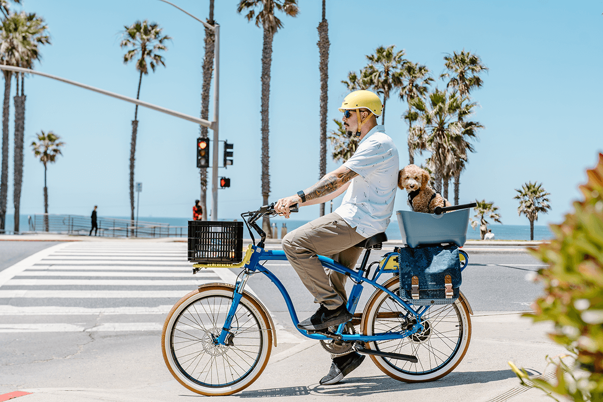 Bike buddy dog carrier hotsell